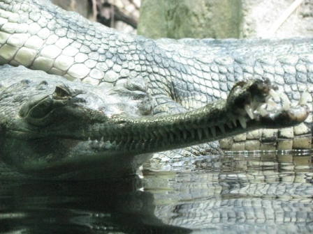 krokodýl.JPG