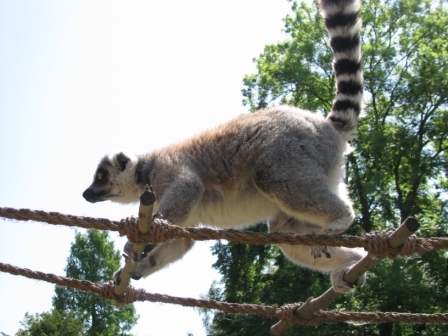 lemur.JPG