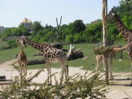žirafy.JPG